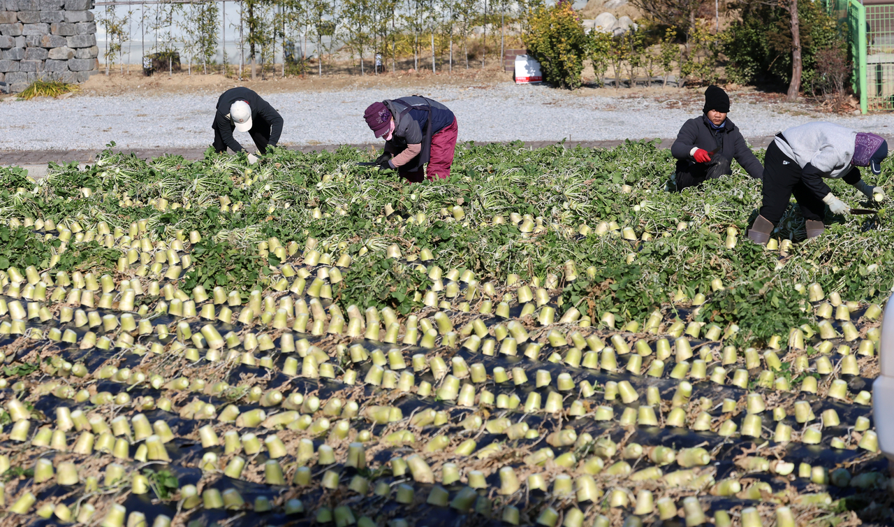 Farmers, both local and migrant workers, are harvesting turnip in Gangneung city, Gangwon Province, on Monday. (Yonhap)