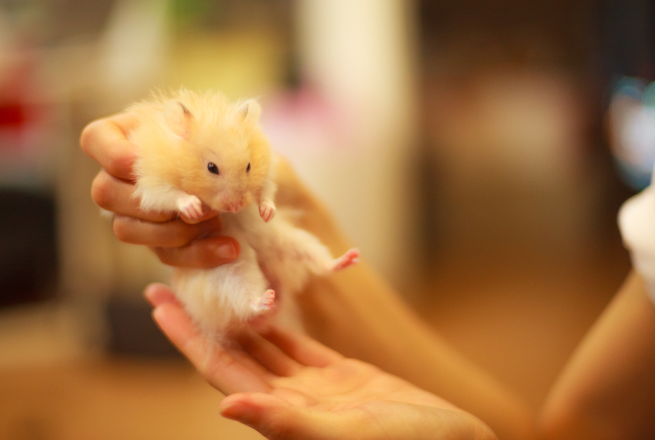 A photo of a hamster (123rf)