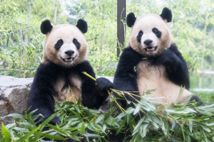 Will China send more pandas to Korea?