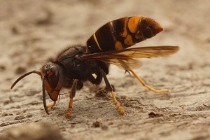 할머니 밭일 따라갔다 “벌침 1000번 쏘였다”…남매 사망 비극 [차이나픽]
