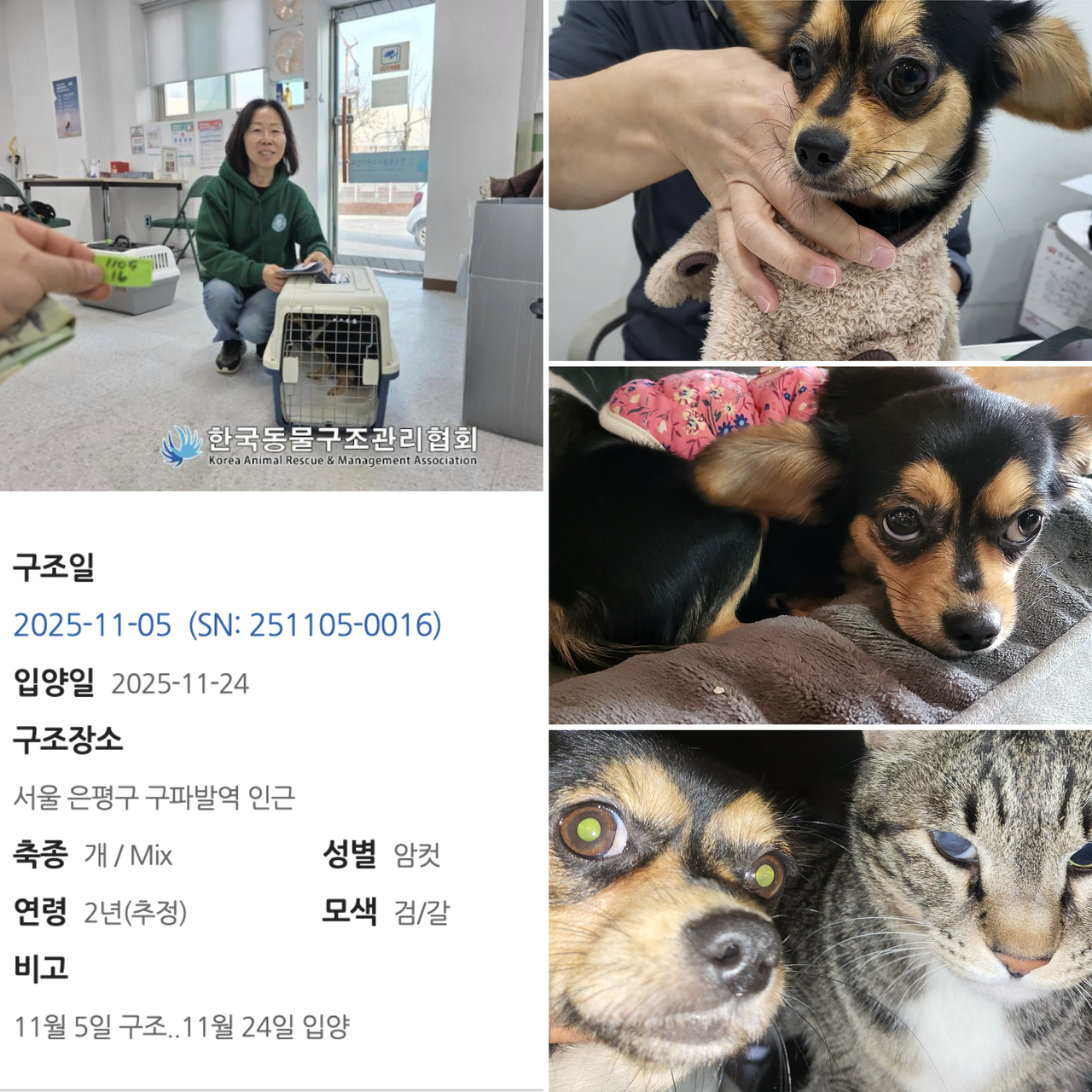 Top left: Julie Kim, a volunteer from Rebel Rescue South Korea, picks up Charm from KARMA. Right, bottom left: Charm receives a health check-up and adjusts to life with the other animals at Rebel Rescue's shelter in Pyeongtaek, Gyeonggi Province .