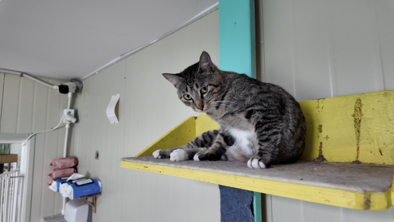 Rebel Rescue care for both cats and dogs. As of Dec. 30, there are currently 51 dogs and 43 cats at the shelter. (Tammy Park/The Korea Herald)