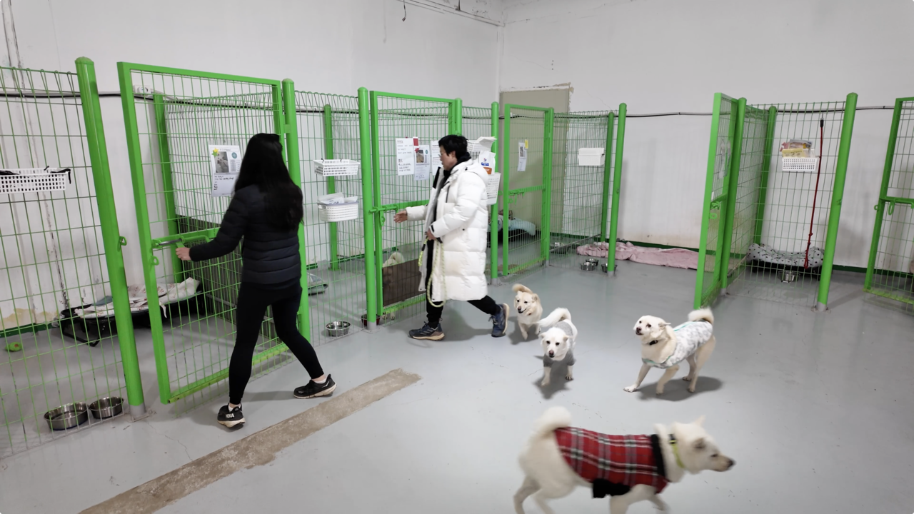 Dogs are released from their kennels for play time in the outdoor area at Rebel Rescue's shelter in Pyeongtaek. (Tammy Park/The Korea Herald)
