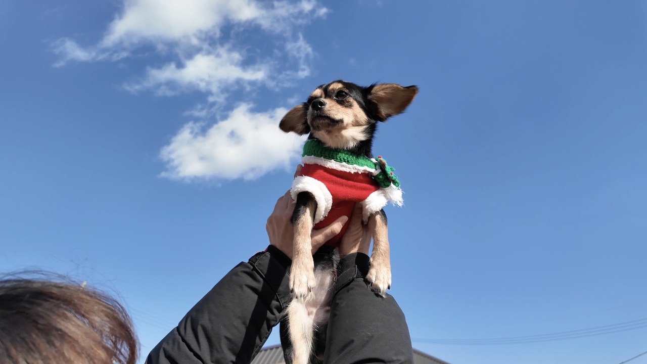 Charm, clad in Christmas attire, is being held up by Yoo. Yoo is currently fostering Charm and is a longtime volunteer at Rebel Rescue South Korea. (Tammy Park/The Korea Herald)