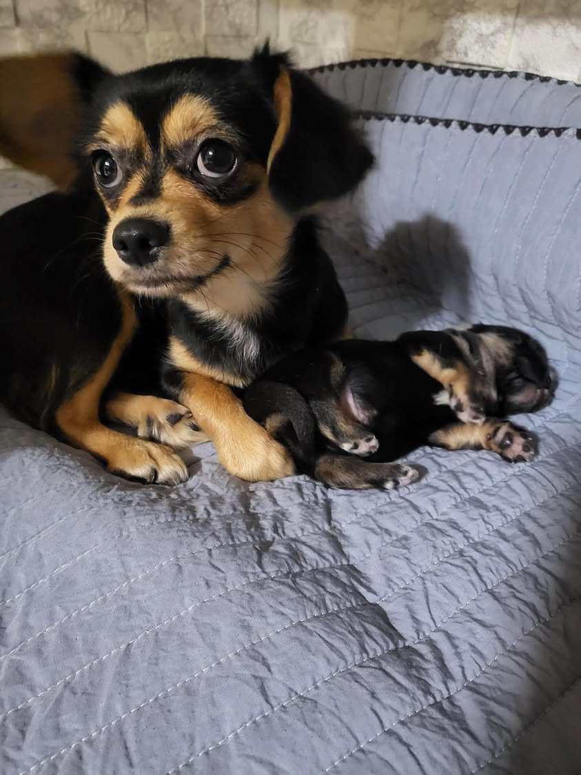 Charm with her newborn puppy. According to Rebel Rescue South Korea, Charm will not be advertised for adoption for at least another six weeks. (Courtesy of Yoo Han-mi)