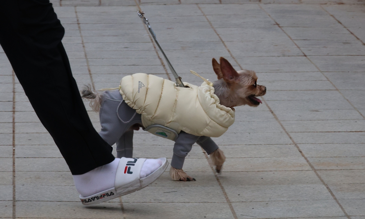 A dog, fully clothed for the winter chill, is walking in a park in Daejeon on Jan. 9 (Yonhap)
