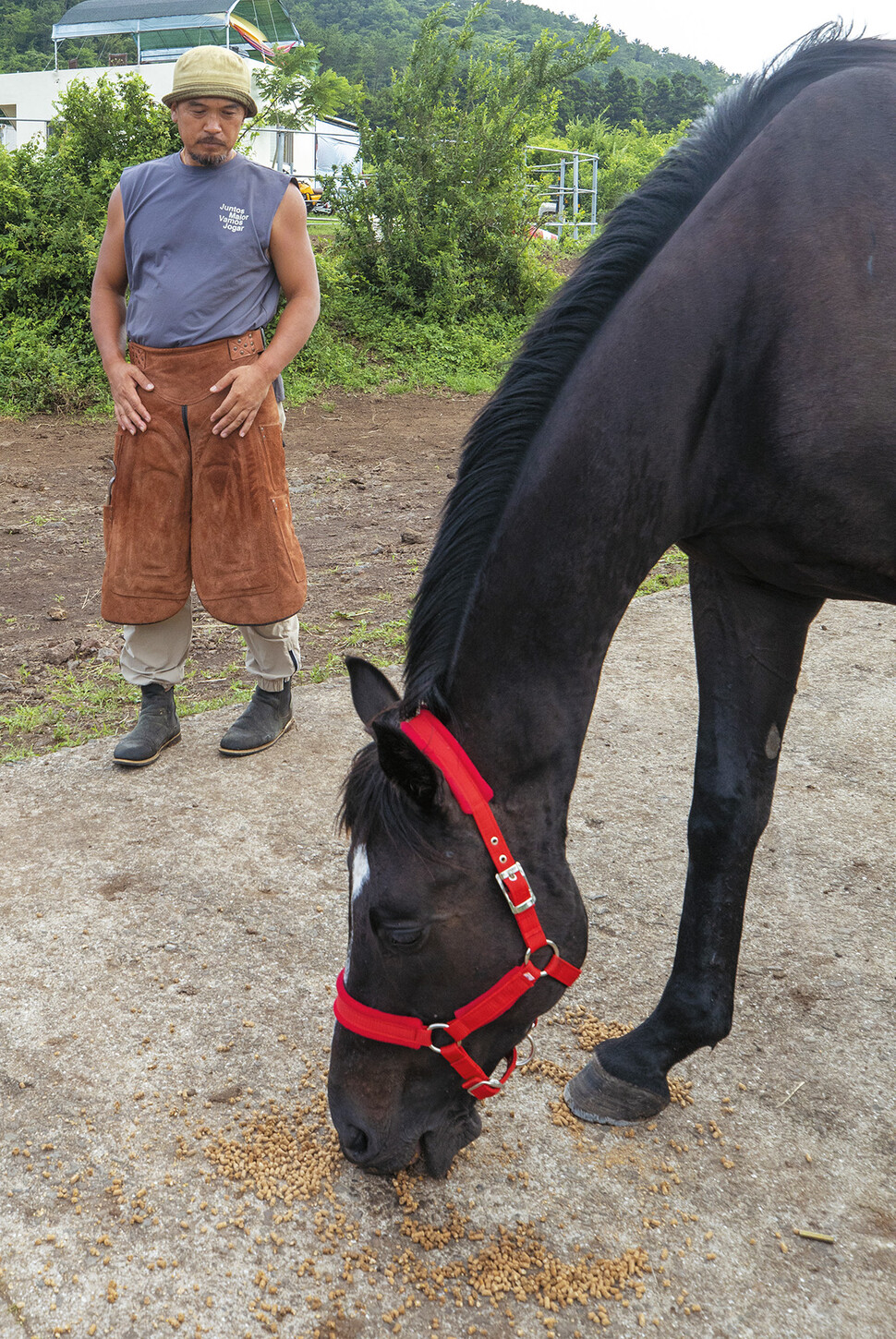 Snow, a retired racehorse, eats feed provided by Kim at a pasture at Mare Forest. (Courtesy of Kim)