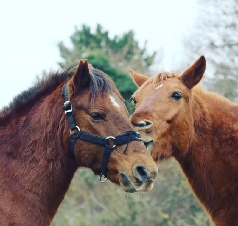 Retired racehorses rescued by Kim Nam-hoon. (Courtesy of Kim)