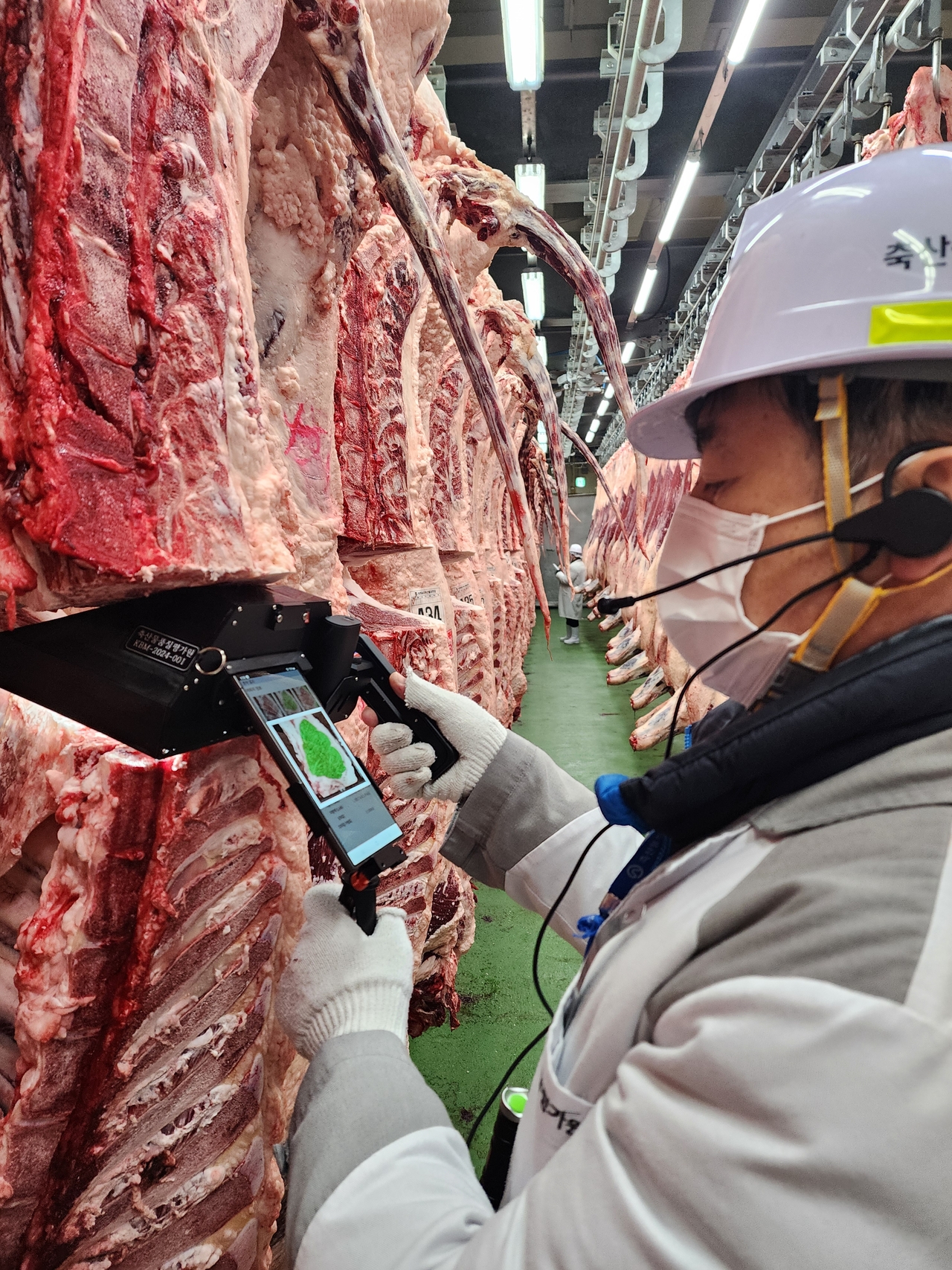축산물품질평가사가 소 도체 기계 품질평가 장비로 등심단면을 촬영하고 있다. [축산물품질평가원 제공]