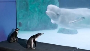 Beluga stranded in Korea as transfer plan deemed unfeasible