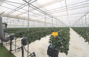 "생산량 줄어도 공급은 3배로"...신세계푸드의 '딸기 동행' [르포] - 뉴스 썸네일 이미지