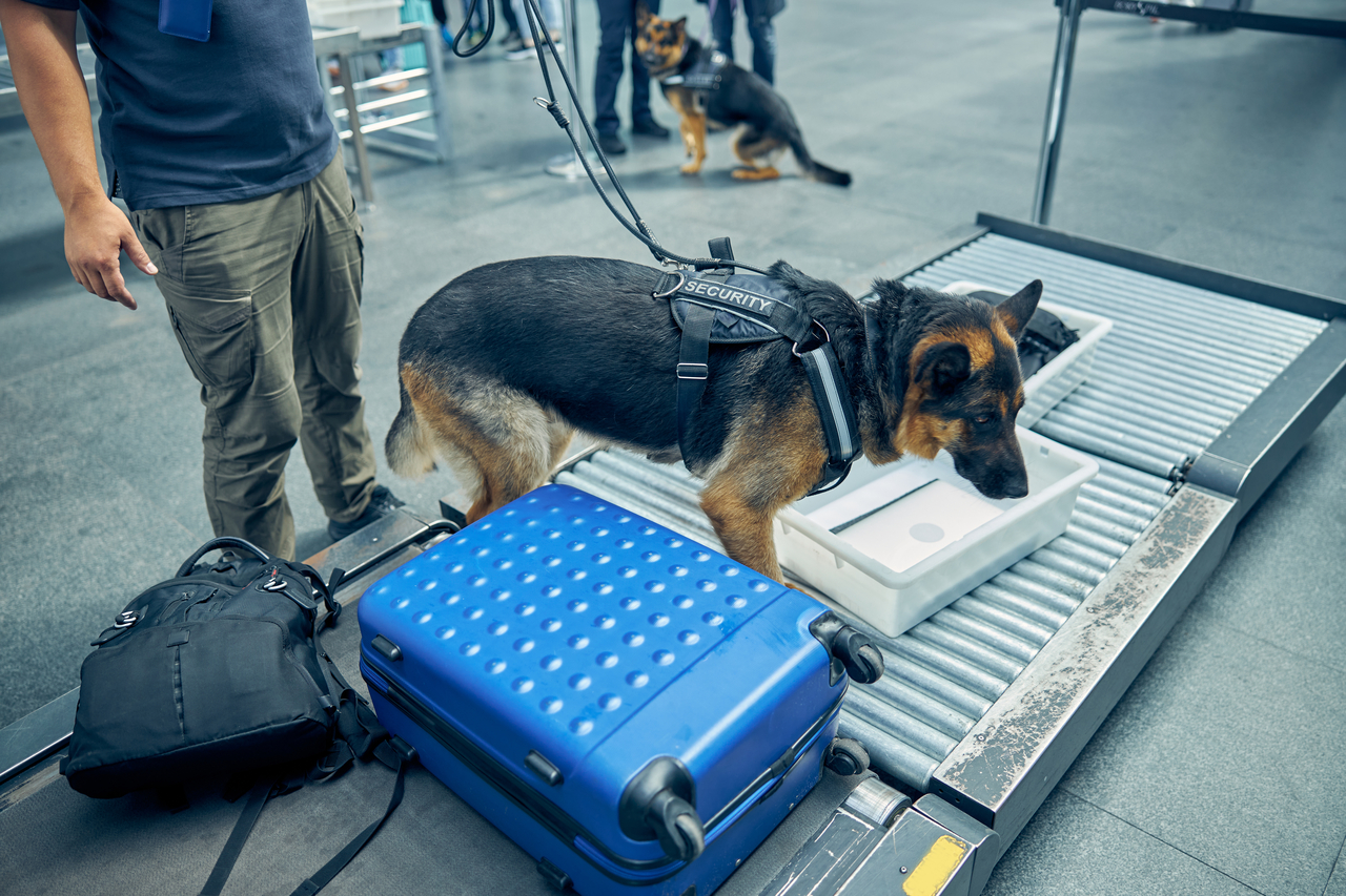 A black security dog sniffs a travel suitcase while searching for drugs or other illegal items. (Getty Images Bank)