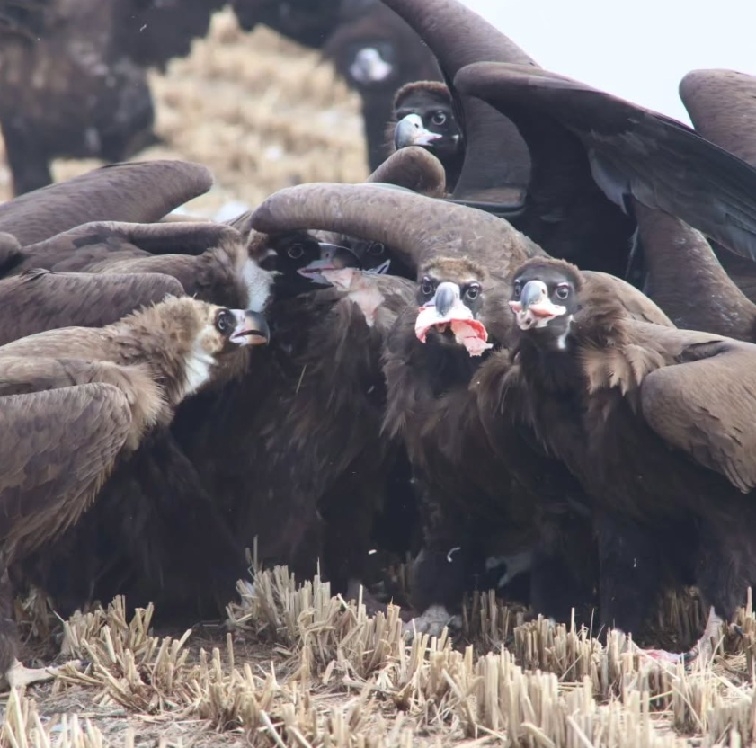 Vultures feed on pieces of pork in a rice field in Jangsan-ri, Munsan-eup, Paju, on Saturday morning. (Courtesy of Kim)