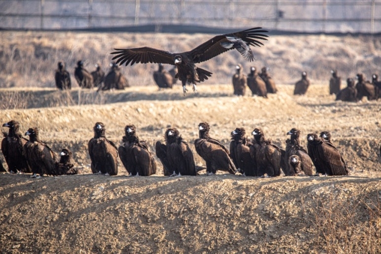 A flock of vultures gathers at a rice paddy in Paju, Gyeonggi Province, on Saturday. (Threads)