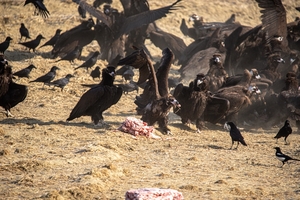 Rice paddy turns into hot dining spot for vultures