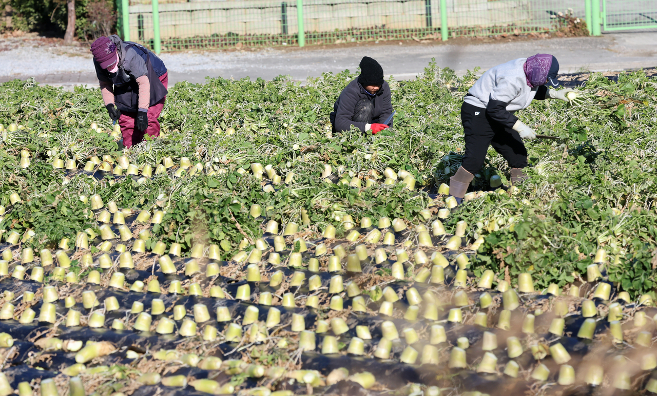 Migrant workers harvest radishes at a farm in Gangneung, Gangwon Province, in December 2025. (Yonhap)