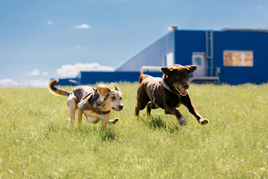 "우리집 댕냥이도 보험 들어줘야 하는데" 가입 망설이는 이유는 '보... - 뉴스 썸네일 이미지