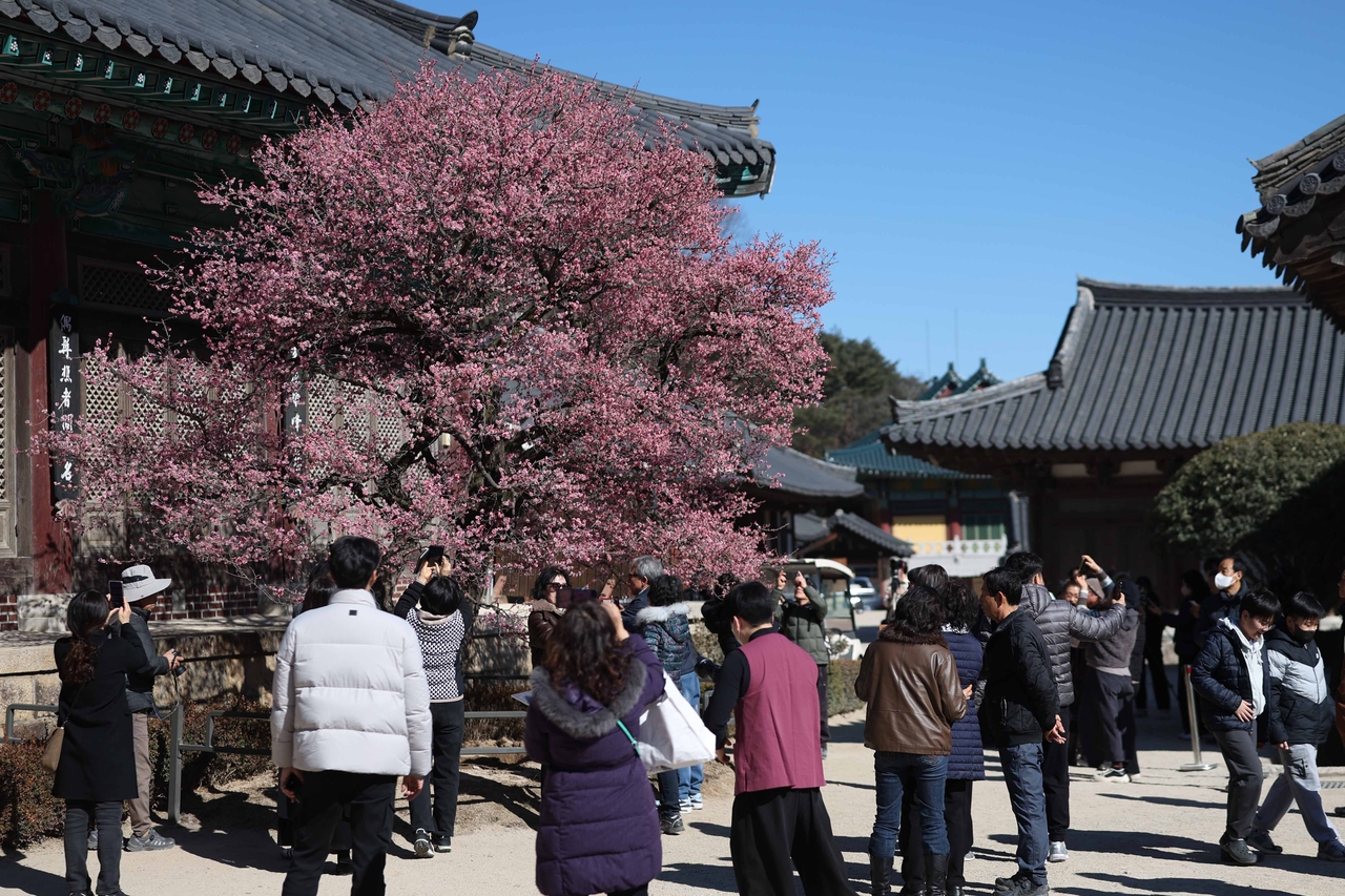 Visitors to Tongdosa in Yangsan, South Gyeongsang Province, look at red plum blossoms on Thursday. (Yonhap)