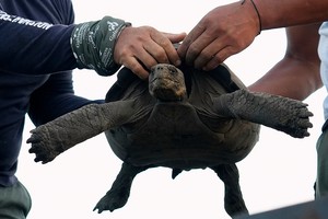 Galapagos park releases 158 juvenile hybrid tortoises on Floreana to restore the ecosystem
