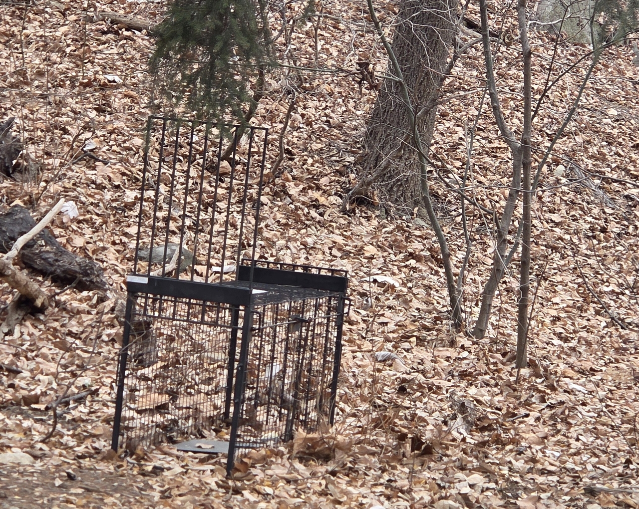 The capturing cage is set in the middle of Gwanaksan. (Seoul Metropolitan Government)