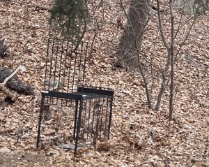 How do dogs end up living in Korea's mountains?