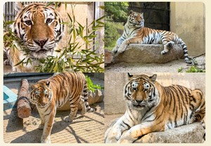 Door left unlocked blamed for Siberian tiger’s death at Seoul Grand Park