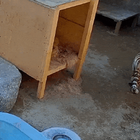 Video submitted by Seoul Grand Park to Lee Young-sil of the Seoul Metropolitan Council’s Environment and Water Resources Committee shows an altercation between two tigers on Feb. 18. (Office of Lee Young-sil)
