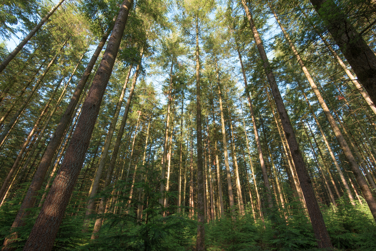 숲.[게티이미지뱅크]