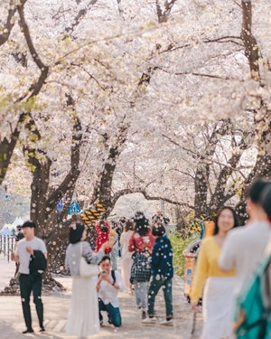 Cherry blossoms, tulips and canola fields: Where Koreans are