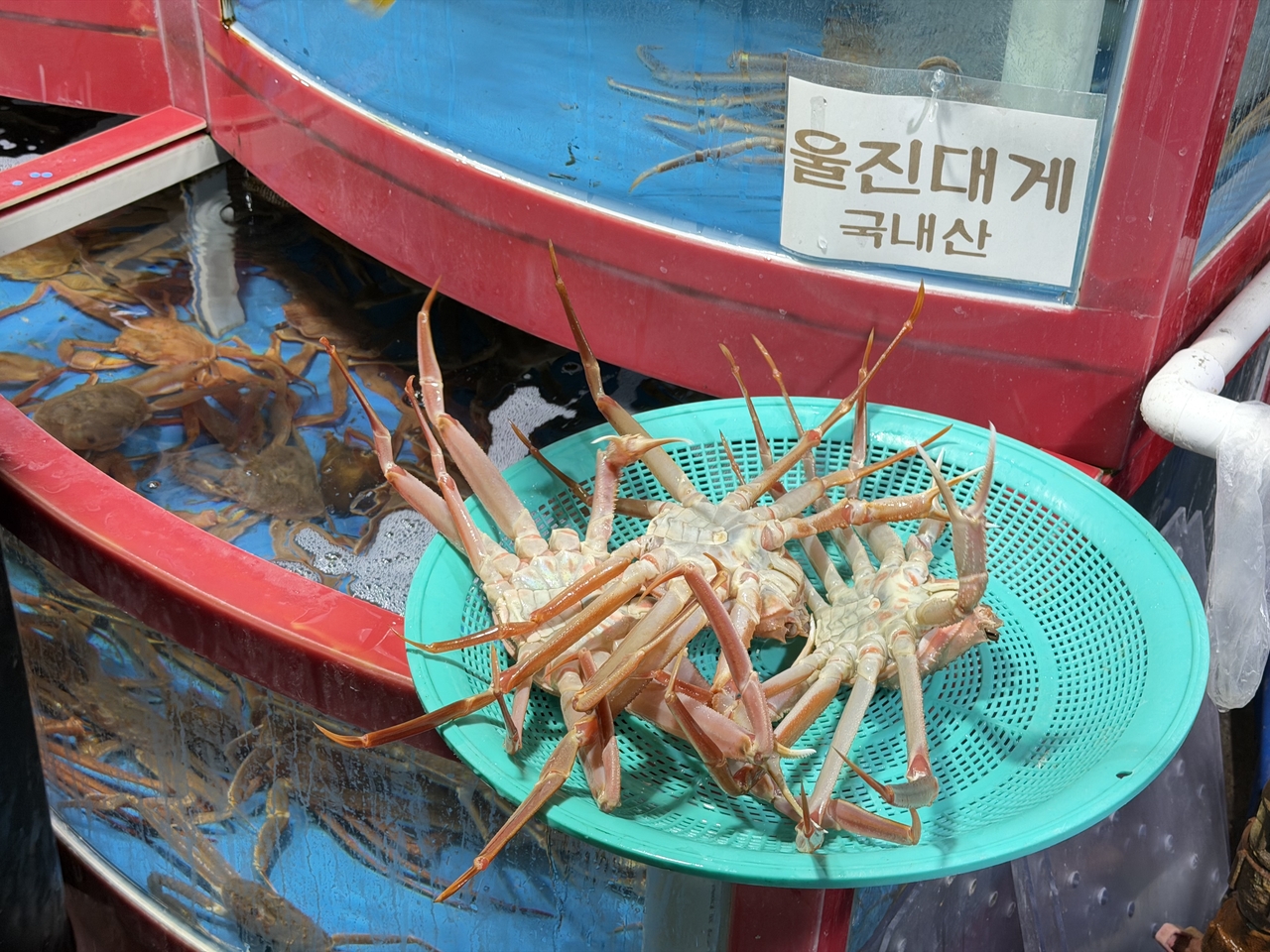 Freshly steamed Uljin snow crab is served at a restaurant near Hupo Port, where diners can enjoy the East Sea delicacy. (Hong Yoo/The Korea Herald)