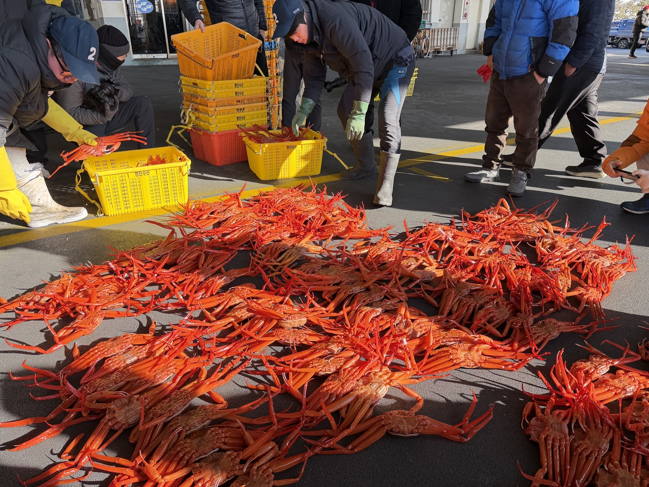 Freshly caught snow crabs are lined up at the Hupo Port in Uljin, North Gyeongsang Province, before the morning auction begins, where brokers quickly bid for the prized East Sea catch. (Hong Yoo/The Korea Herald)