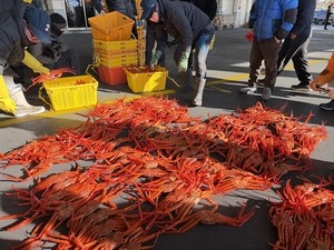 Following crab season to Uljin along East Sea