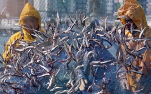 In Busan's Gijang, spring comes with anchovies