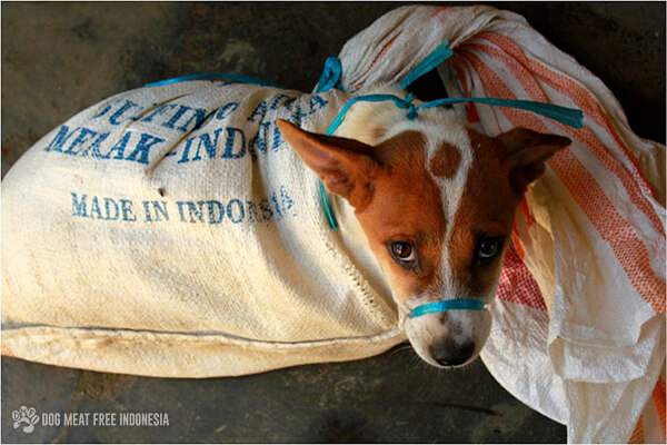 This image of Indonesia's dog meat trade was shared by Humane Society International, Change For Animals Foundation, Jakarta Animal Aid Network and Animal Friends Jogja. The image is not related to the article. (Dog Meat-Free Indonesia)