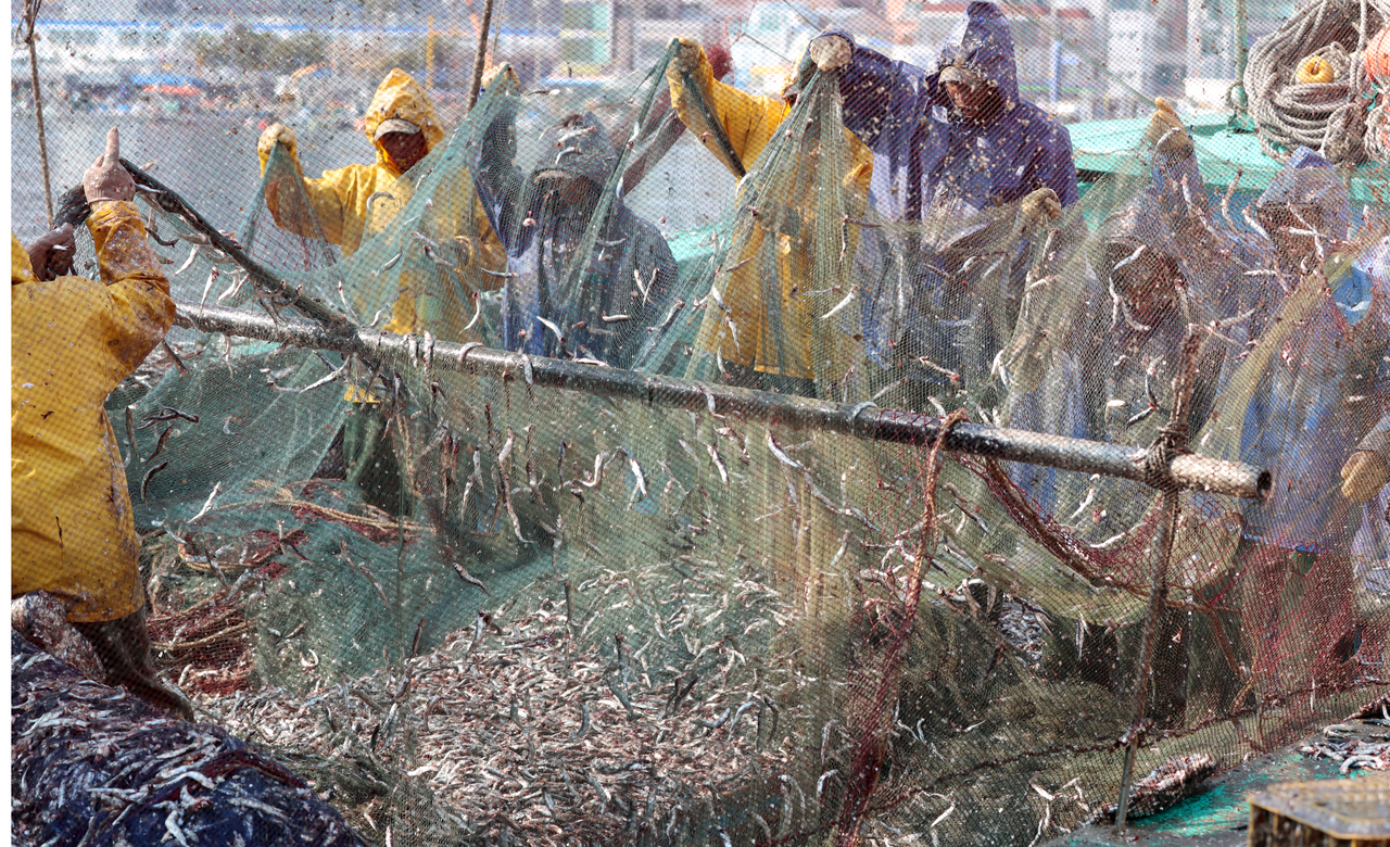 Fishers shake anchovies from their nets at Daebyeon Port in Gijang, Busan, Tuesday. (Yonhap)
