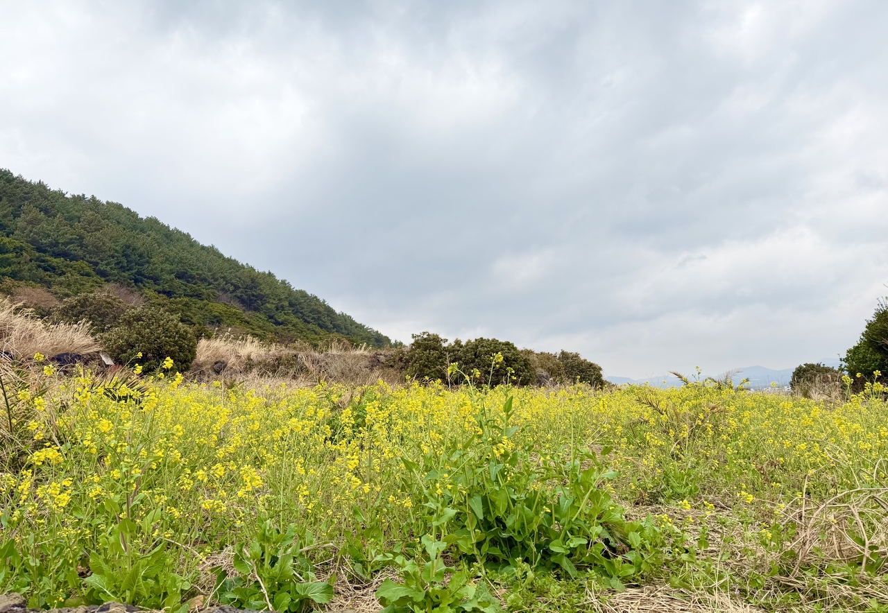 Canola field along Jeju Olle Trail Course 19 in Jeju-si, Jeju (Hong Yoo/ The Korea Herald)