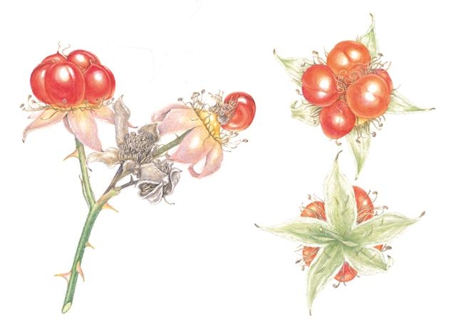 Botanical illustrations of Rubus schizostylus by Shin Hye-woo (Shin Hye-woo)