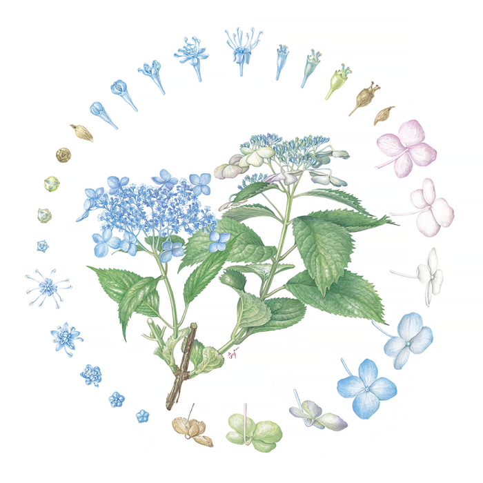 Botanical illustrations of Hydrangea serrata by Shin Hye-woo (Shin Hye-woo)