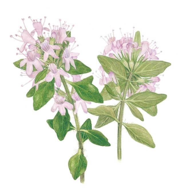 Botanical illustrations of Thymus quinquecostatus by Shin Hye-woo (Shin Hye-woo)