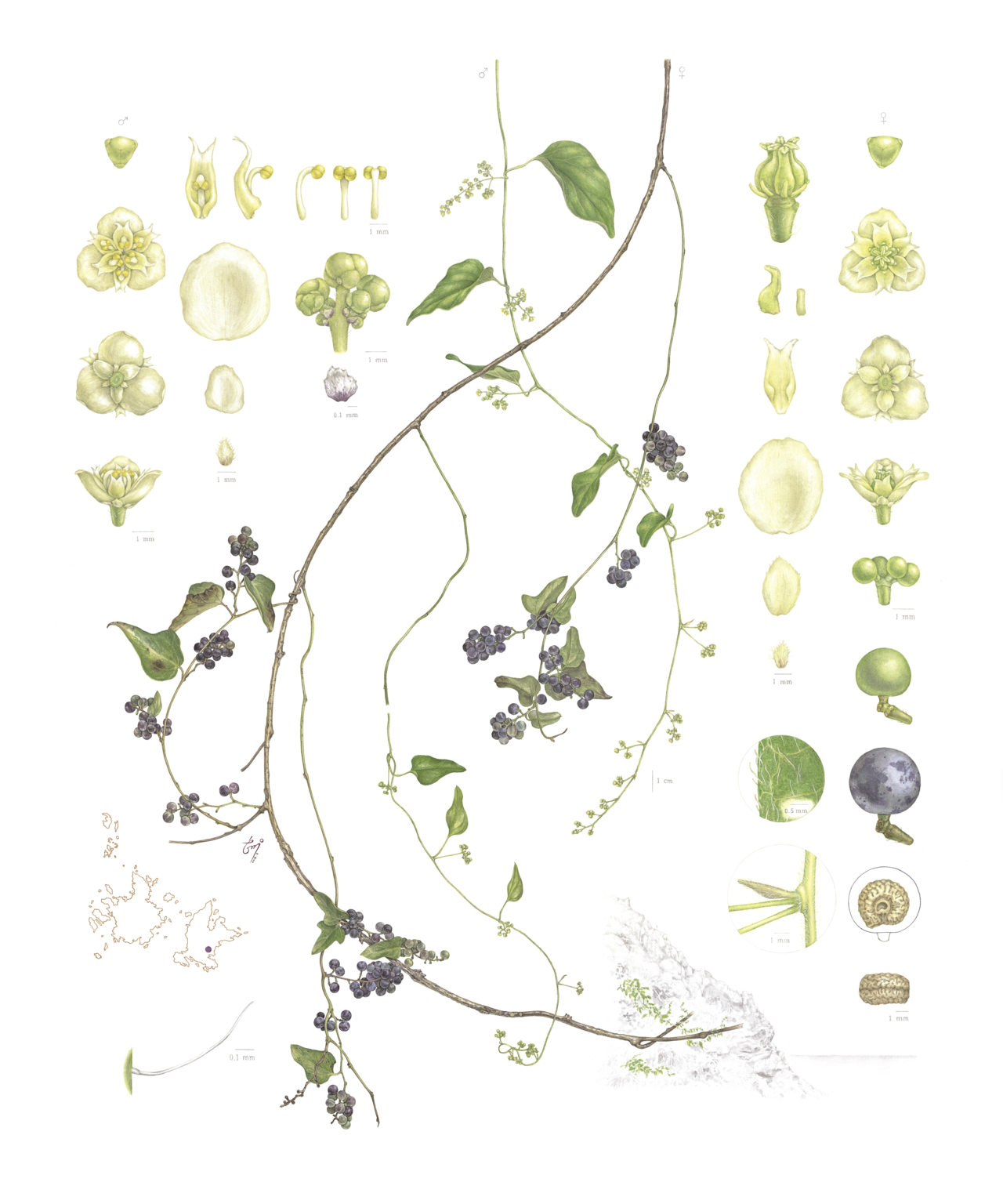 Botanical illustrations of Cocculus trilobus by Shin Hye-woo (Shin Hye-woo)