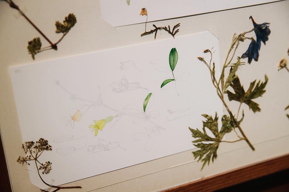 Botanical illustrations by Shin Hye-woo (Seoul Botanic Park)