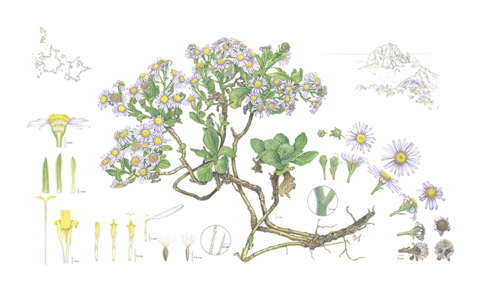 Botanical illustrations of Aster spathulifolius by Shin Hye-woo (Shin Hye-woo)