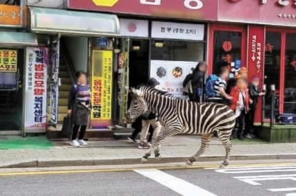 Sero roams an alley in Guui-dong, Gwangjin-gu, Seoul, in March 2023 after escaping the zoo at Children’s Grand Park in this screenshot from a video taken by residents. (Online communities)