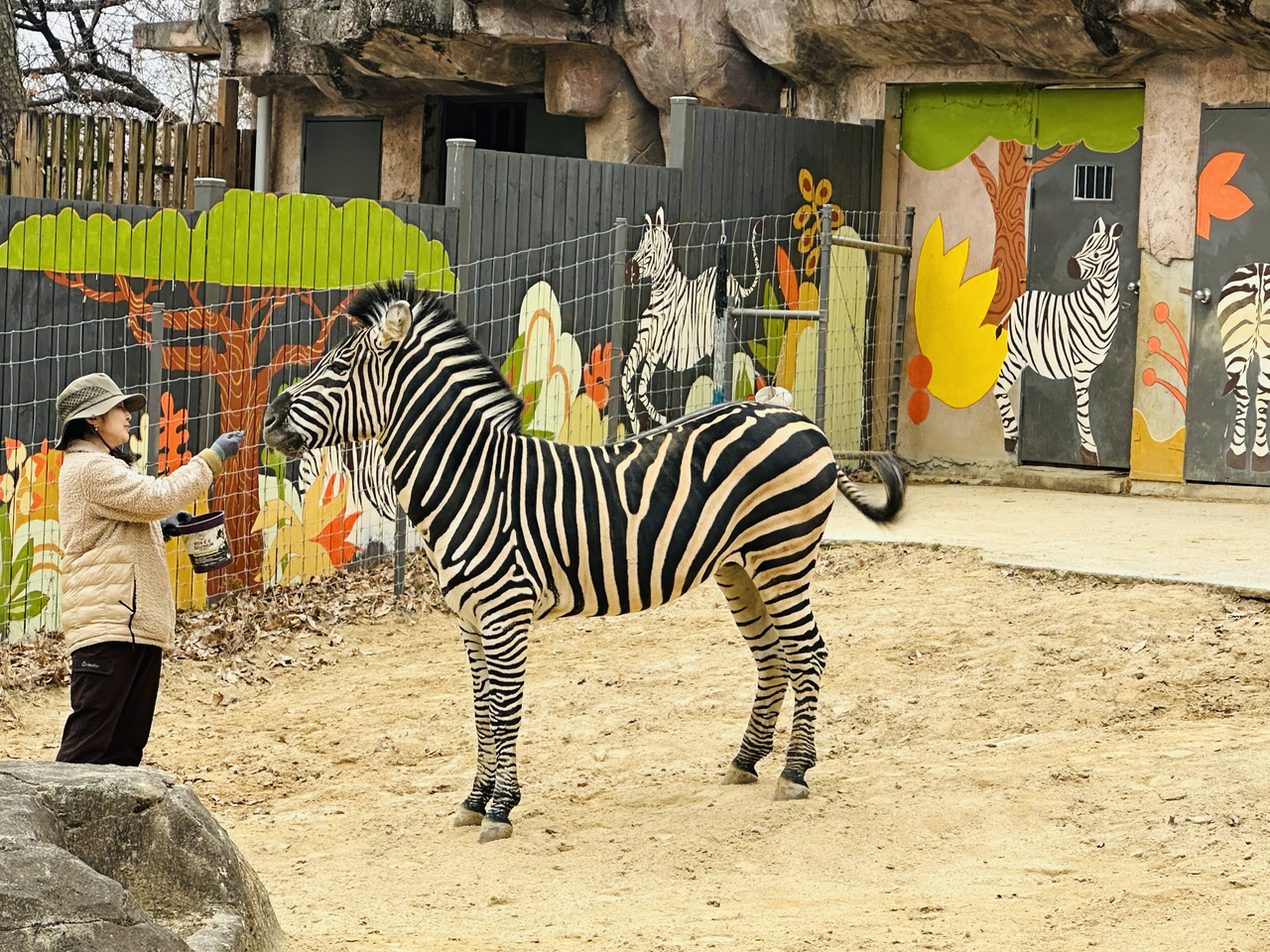 A zookeeper feeds Sero in his enclosure at Children’s Grand Park, where its wall is painted with zebras along with trees and flowers. (Children’s Grand Park)