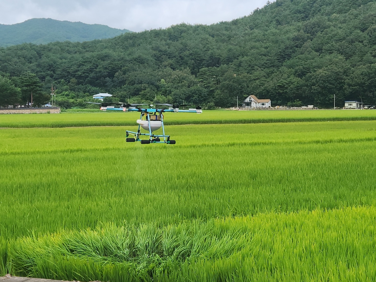 드론방제 모습.[울진군 제공]