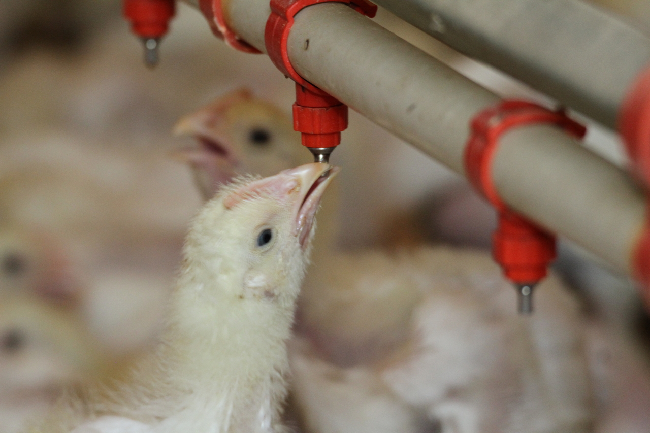 Chicks drink water at a poultry farm. This image is not directly related to the story. (Newsis)