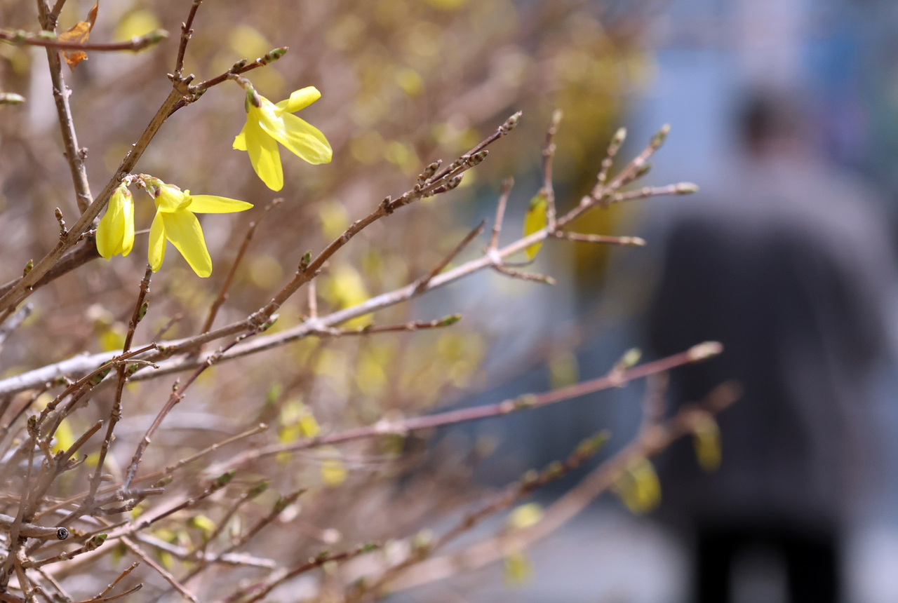 Forsythia blossoms begin to appear in a residential neighborhood in Dong-gu, Busan, on March 17 as warmer weather settles in. (Yonhap)