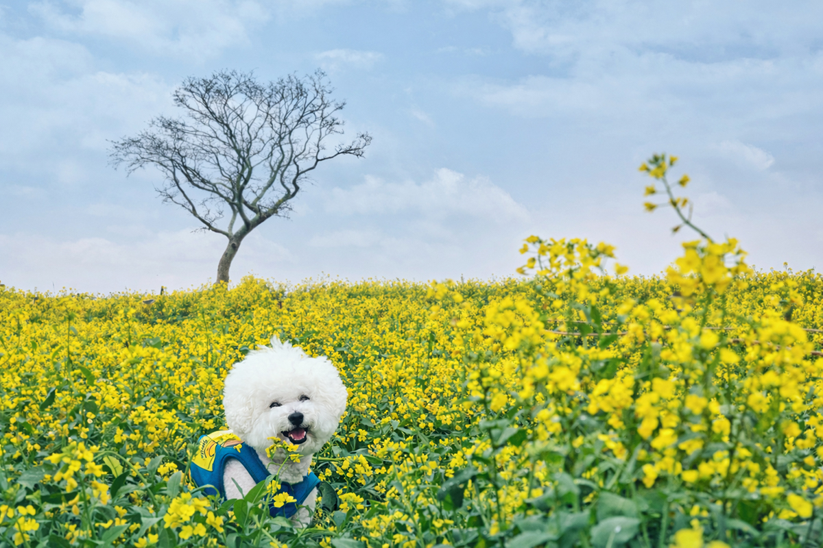 A dog taking a walk at "Shinhwa Garden" (Jeju Shinhwa World)