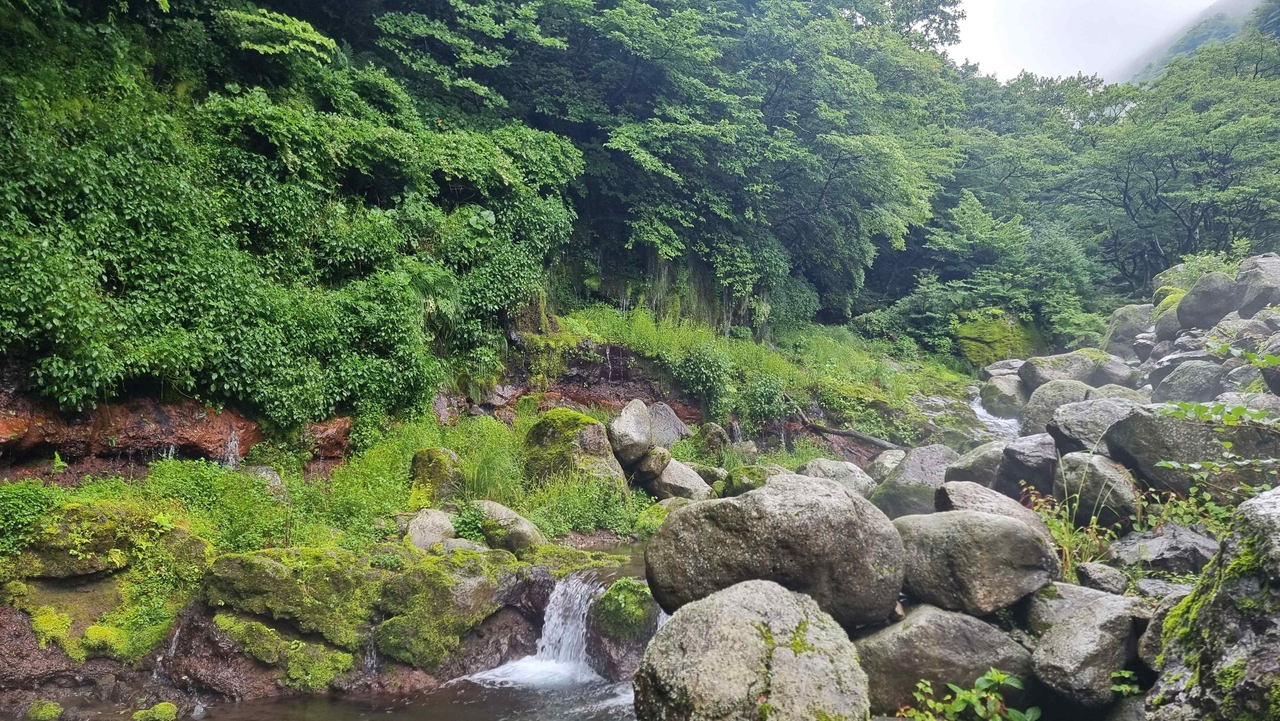 The spring water area of the Eorimok valley near Hallasan, recently designated as a natural monument by the Korea Heritage Service, is seen in this photo. (Korea Heritage Service via Yonhap)
