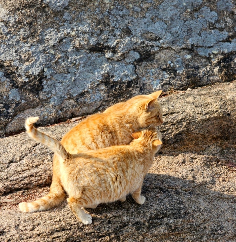Stray cats steal spotlight at Yongbongsan - The Korea Herald
